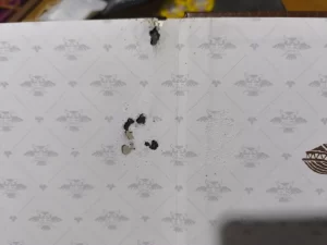 pest damage in zelda cover