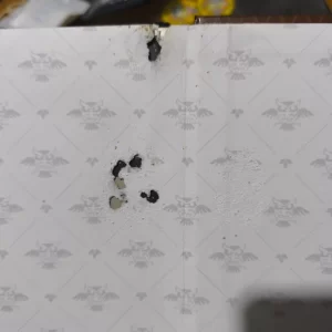 pest damage in zelda cover